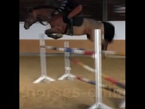 SOLD www.sporthorses-online.com 2009 Hanoverian top jumping prospect 135 cm