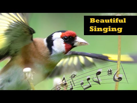 Goldfinch Singing: The Beautiful Song of the Goldfinch