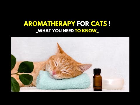 AROMATHERAPY FOR CATS | Essential Oils for Cats: What You Need to Know