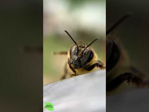 Wildbienen-Faktencheck: Schlafplätze, Brut und Co. - Gartenexpedition #naturgarten #shorts