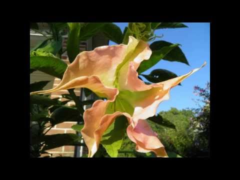 download lagu mp3 mp4 Brugmansia Pink Beauty, download lagu Brugmansia Pink Beauty gratis, unduh video klip Brugmansia Pink Beauty