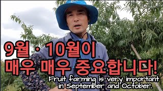 (과수농사)9월~10월이 정말 매우 중요한 시기입니다! Fruit farming is very importa…