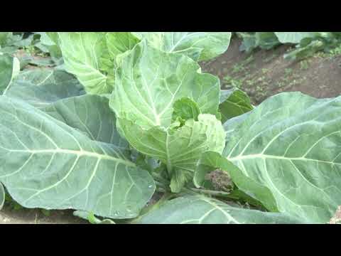 20201013秋冬野菜生育状況