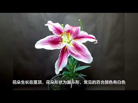 百合花有毒嗎