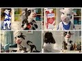 ️ Best Victoria Secret Commercials Top 4 Most Funniest Lactaid Milk Cow Commercials