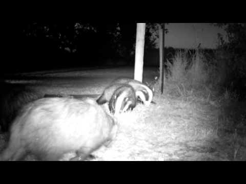 06/07/2013 Grumpy Badgers Wrestling (with audio)