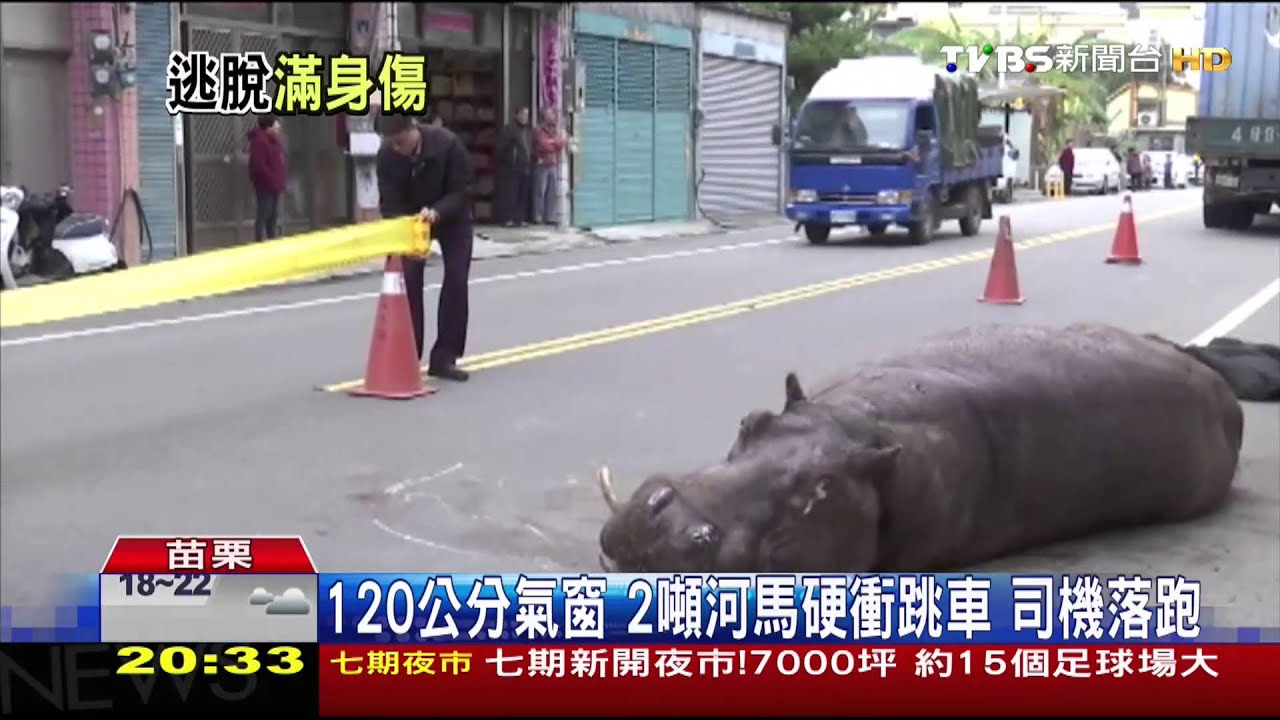 河馬痛到哭!罕見事故 河馬跳車斷腳斷牙