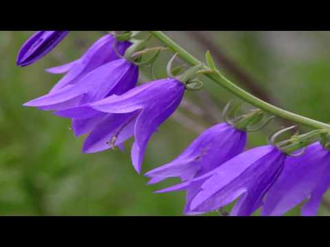 download lagu mp3 mp4 Rapido White Bellflower, download lagu Rapido White Bellflower gratis, unduh video klip Rapido White Bellflower