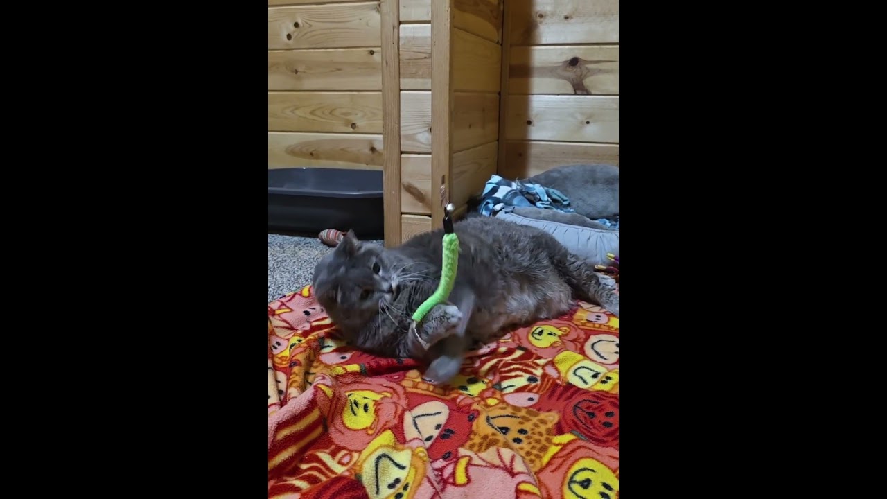 Enlarge Tallulah C11733, a Adoptable Domestic Short Hair in Princeton, MN video 5/5