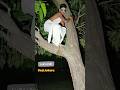 Jaldi Waha Se Hato Comedy Funnycomedy Youtubeshorts Funny Comedymoments Viralshort Shorts