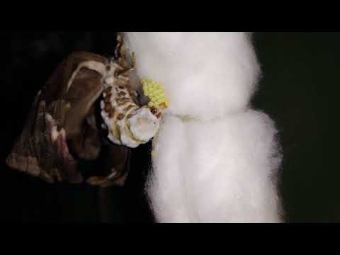 Pattern of eggs laying in Eri silkworm after completion of matting