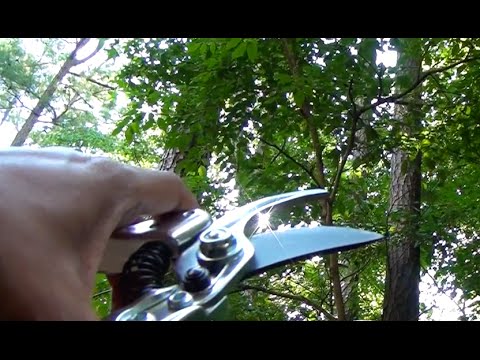 download lagu mp3 mp4 Poultry Secateurs, download lagu Poultry Secateurs gratis, unduh video klip Poultry Secateurs