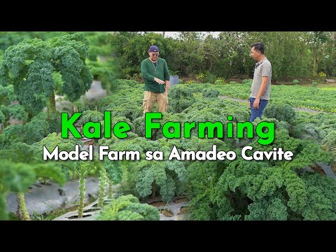 Kale Farming sa Cavite, Emerging High Value Crop sa Pilipinas