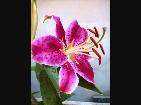 Little Feeling - Leonie Casanova