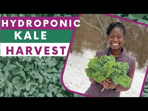 How to harvest hydroponic garden kale for months.