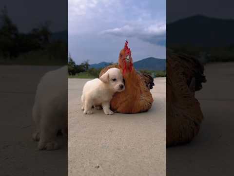 Dog 🐕 and chicken 🐔 love #short #love #dog #chicken #trending #viral #amazing #viralvideo