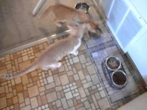 cats for the youtube 082213 004