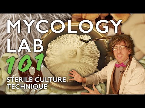 Mycology Lab 101: Agar Work, Cloning, Spores & Sterile Culture Technique for Mushroom Cultivation