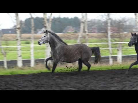 Stute von Casall, tragend von Amber, Rapp-Stute von Destano