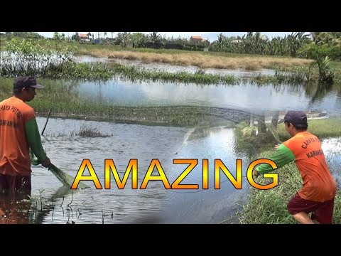 INDONESIAN FISHING TRAP WITH TRADITIONAL TECHNIQUE #FISHING 2