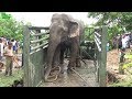 The Wildlife Team To Load A Giant Elephant Into A Truck To Relocate