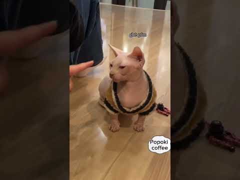 GATO POPOKI E CAFÉ