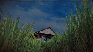 Download lagu Cinematic Alam | Cinematic 30 detik | story wa pagi hari | Aesthetic alam | sinematik sawah mp3