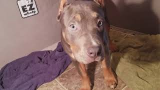 Mavis finally meets her new brother and sister!