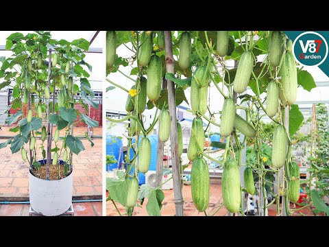 Easy Tips for Growing Cucumbers in Containers for a High-Yield Harvest