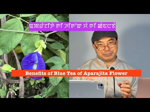 Benefits of Blue Tea of Aparajita Flower: ꯑꯄꯔꯥꯖꯤꯇꯥ ꯒꯤ ꯍꯤꯒꯣꯛ ꯆꯥ ꯒꯤ ꯀꯥꯟꯅꯕꯥ