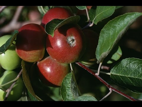download lagu mp3 mp4 After Apple Picking Discovery, download lagu After Apple Picking Discovery gratis, unduh video klip After Apple Picking Discovery
