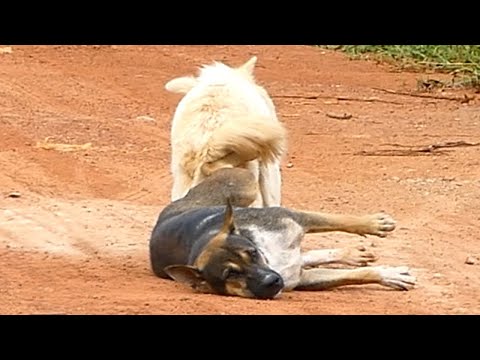 Rural Dog..! Strong Coated Retriever meeting with Nice Female Border Retriever in rainy se
