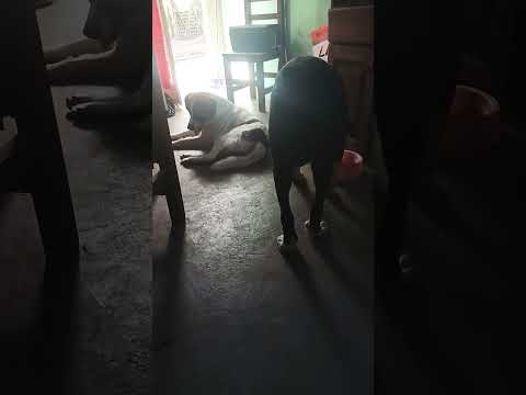 El Calor  #casagrande #perros #miradacanina #cordoba