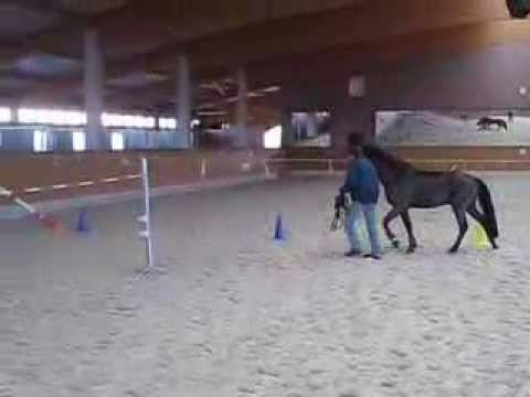 1. Freispringen eines Jungpferdes