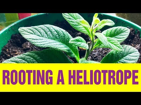 , title : 'Rooting A Heliotrope'
