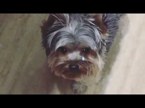 Tonny Boom - Manipulación