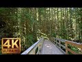 4K UHD Virtual Hike in the Forest - Middle Fork Trail, Snoqualmie | Part 2 - 3.5 HRS Piano Music