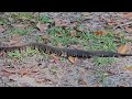 A Moccasin Laying on the Trail.