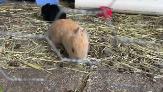 American Sable rabbit Rabbits Videos