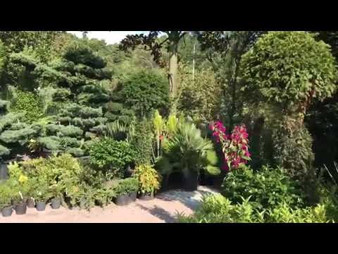 Landscaping applicationsgarden plants