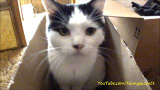 Cat Ivan illustrates the original meaning of "Boxing Day", falsely claimed to be the Day After (Christmas) ;-)