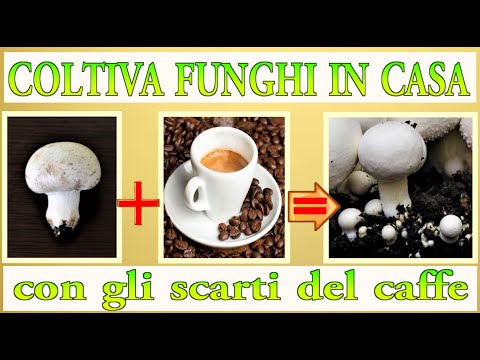 , title : 'FONDI CAFFE' + SCARTI FUNGO, uniscili e rimarrai stupito,  cultivar setas, to grow mushrooms,'