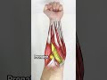 Want BIGGER Forearms DO THESE