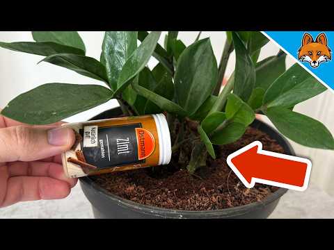 Kippe Zimt in deine Pflanzen und STAUNE WAS PASSIERT💥(Genialer Trick)🤯