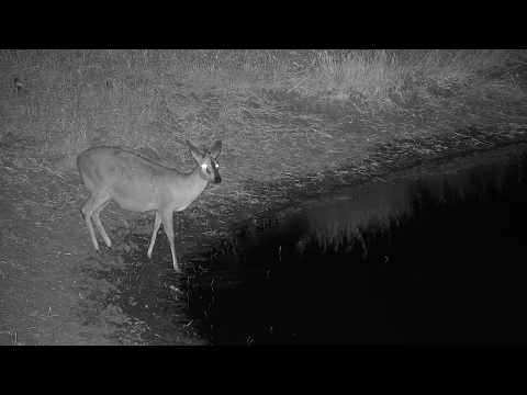 Djuma: Duiker female - 18:52- 08/21/19