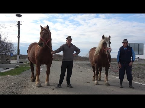 Iepele lui Marius de la Craidorolt, Satu Mare - 2020 Nou!!!