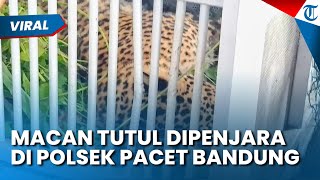 Macan Tutul Masuk Sel Polsek Pacet sebelum Dievakuasi, Sempat Serang 2 Warga Bandung
