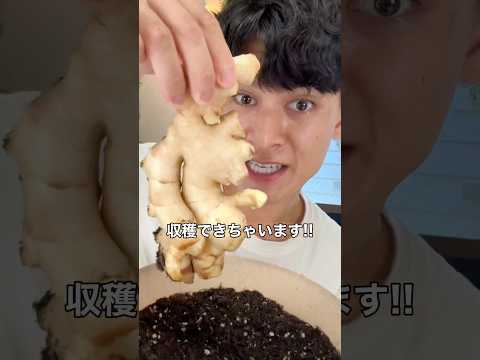 日当たりの良い窓辺に新鮮なタイムのポット