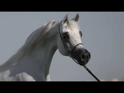 AG NOBEL ALEXIA - KIAHF Auction 2024