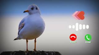 Download lagu Suara Burung | Notifikasi Pesan | Nada Dering SMS MP3 | Nada Dering Suara Burung mp3 Download lagu Suara Burung | Notifikasi Pesan | Nada Dering SMS MP3 | Nada Dering Suara Burung mp3
